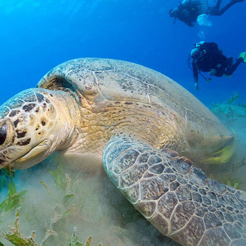 Courses Dives Trip – Komodo Island