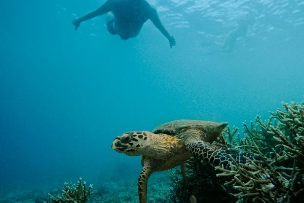 DIVE ACTIVITY (14)
