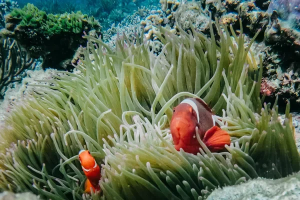 DIVE ACTIVITY (16)