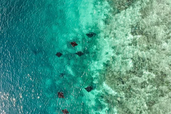 DIVE ACTIVITY (4)