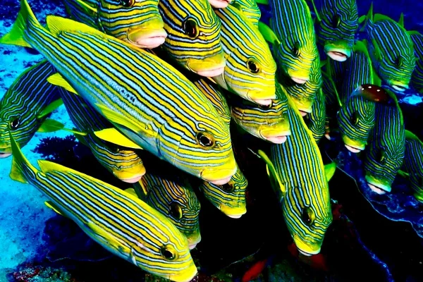 DIVE ACTIVITY (7)