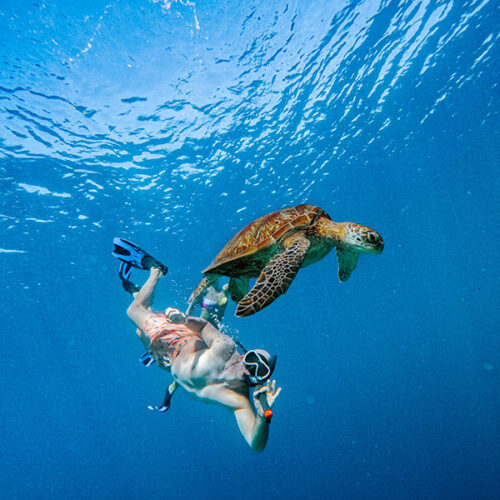 Fun Dives Trip (for Certified Divers) – Komodo Island