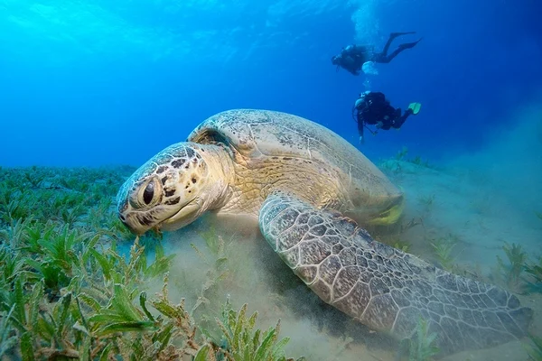 RAJA AMPAT (2)