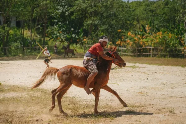 SUMBA (24)