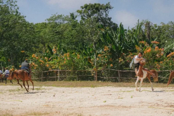 SUMBA (25)